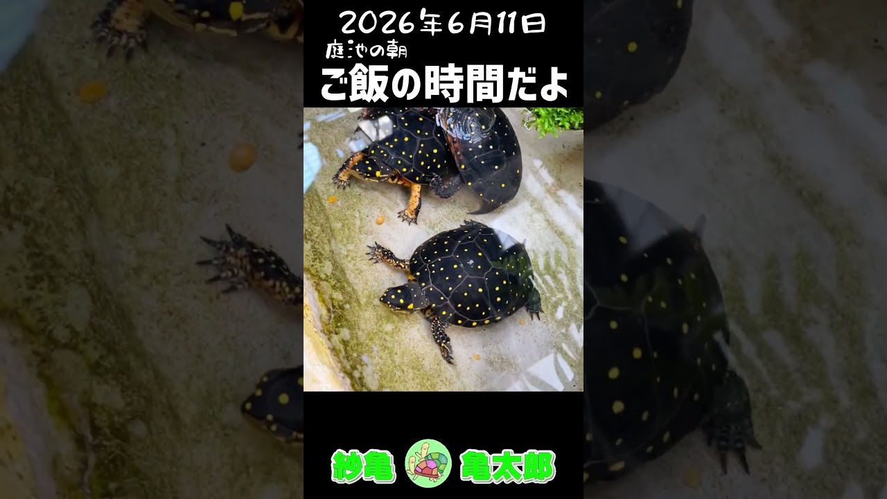 亀観察日記 2026.6.11 「ご飯の時間だよ！」