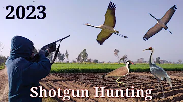 Best Dove and Pigeon 🐦 Hunting Video || Shotgun Hunting in Pakistan