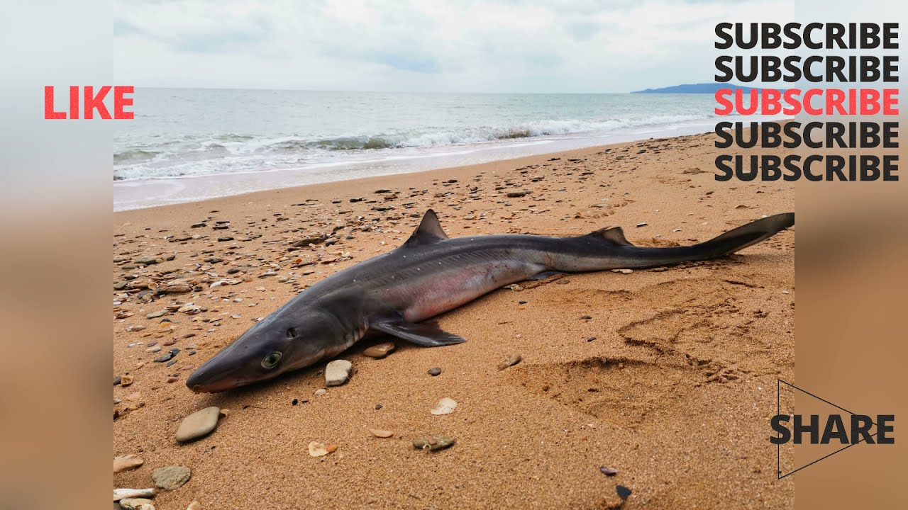 Азовское море акулы