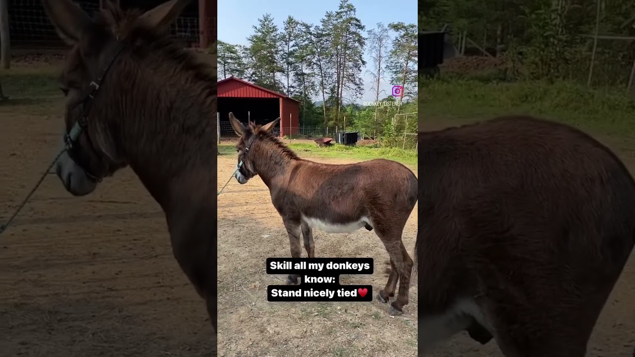 Training Donkeys! Standing Tied ❤️ a skill all donkeys should have 