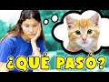 ¿Qué pasó en REALIDAD con mi GATO? 💔 La Historia que no sabes | Daniela Golubeva