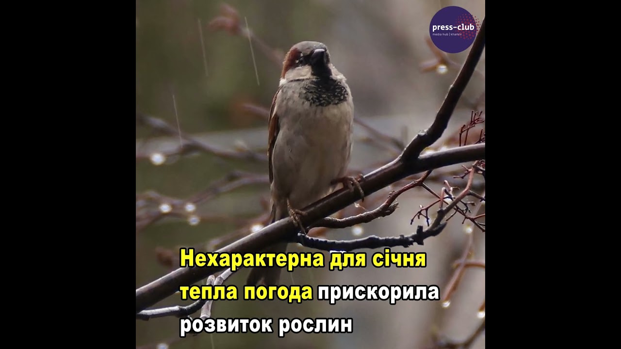 У Балаклії по вулиці Захисників України колишня Жовтнева розквітли підсніжники 