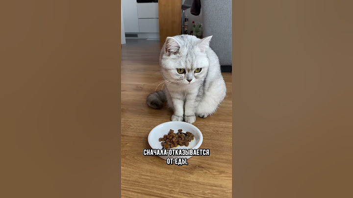 Как понять, что кошка беременна #кошка #кошки