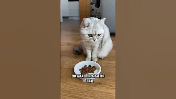Как понять, что кошка беременна #кошка #кошки