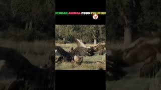 other animal versus food fighting in lion 🔥❤‍🔥 #lifeisbutadream #cute #haveitoldyoulatelythatiloveyo
