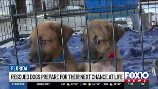 32 dogs set for fresh start after being rescued during hoarding case