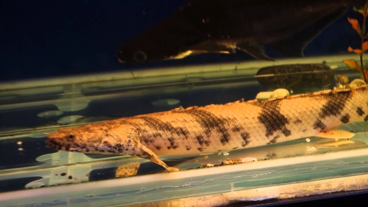 Полиптерус Эндлихера (Polypterus endlicheri)