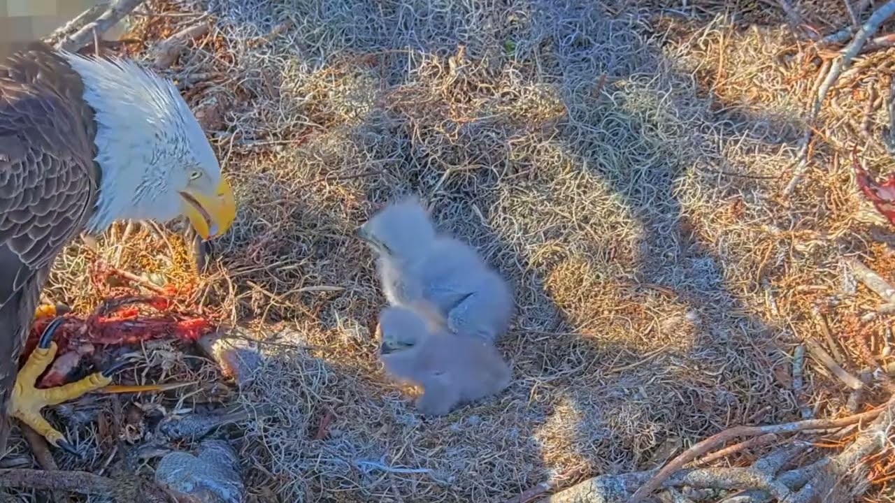 #baldeagle S03#P22 Review birds in nest with nature #birdslovers #birdsounds #birdsnest