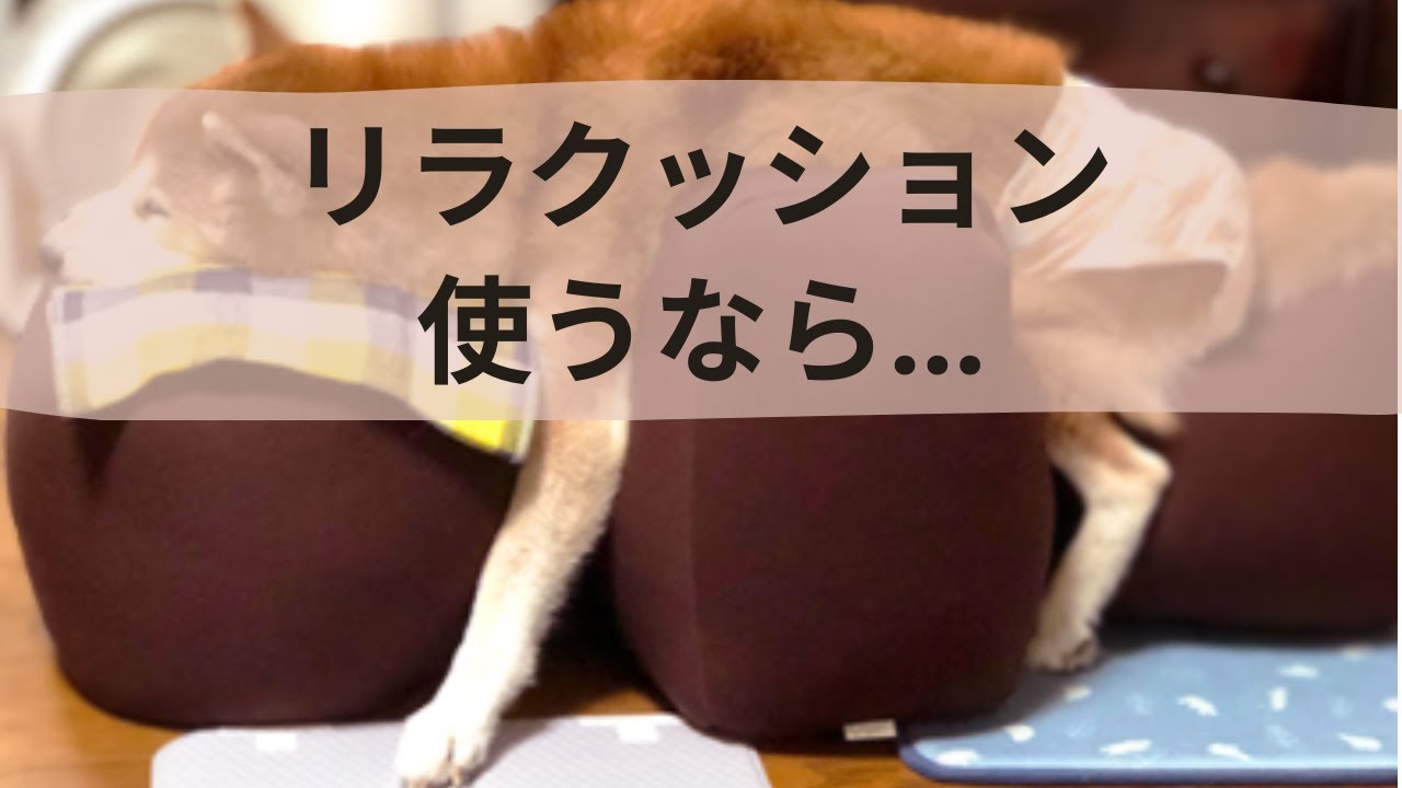 歩行困難な犬 リラクッション こういう使い方はやめた方がいいです Youtube 歩行困難な犬 リラクッション こういう使い方はやめた方がいいです Youtube