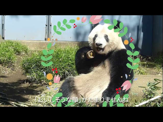 お別れが近い上野動物園のシャンシャン 話題になったシーンをまとめ ライブドアニュース お別れが近い上野動物園のシャンシャン 話題になったシーンをまとめ ライブドアニュース
