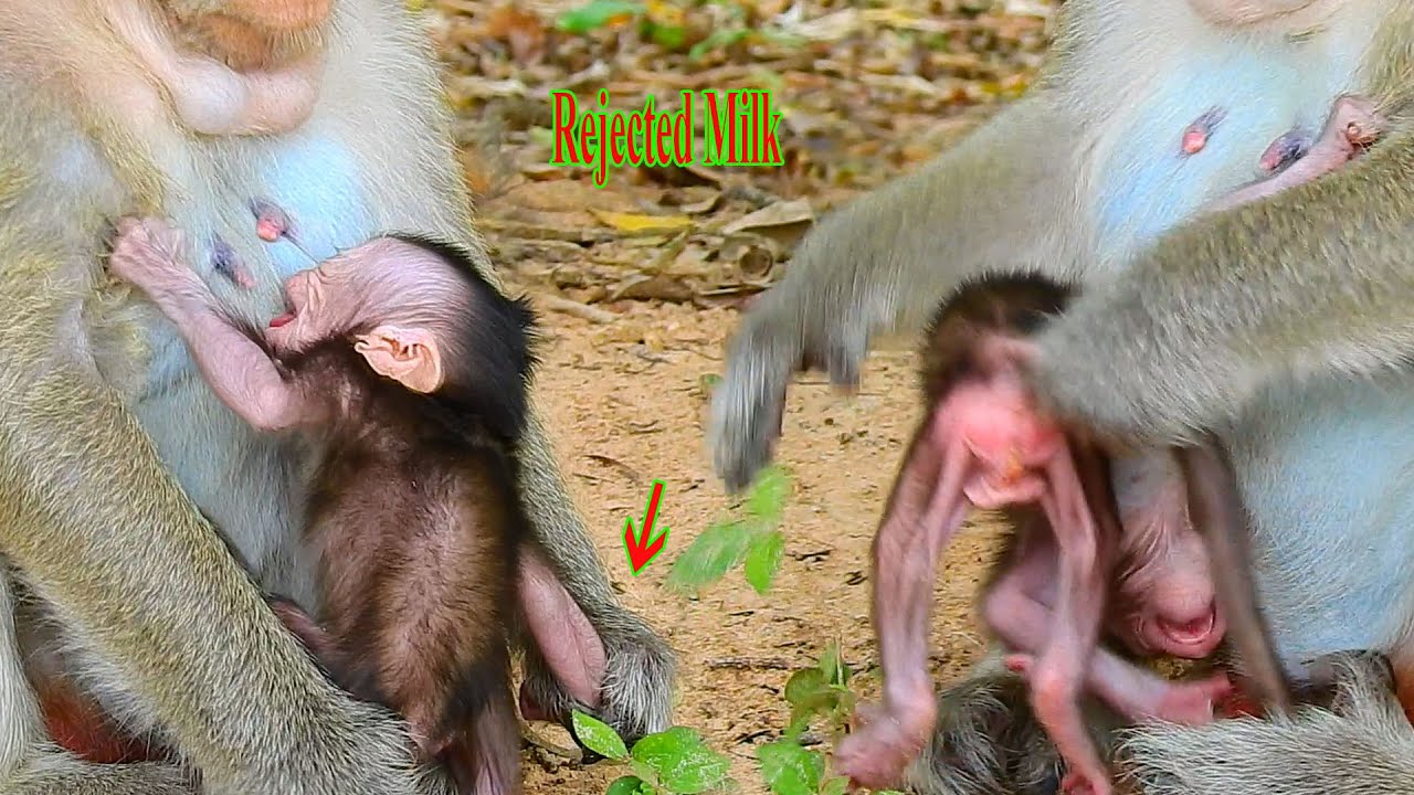 Newborn Monika C R Y I N G angry mom Maddie rejected milk | Poor Monika just born few days