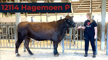 Bull Showcase – 12114 Hagemoen P