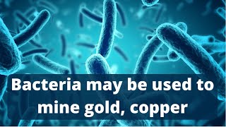 Iron-storing bacteria may be used to mine gold, copper