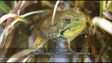 WhatFrog: A Comparison of Classification Algorithms for Automated Anuran Recognition