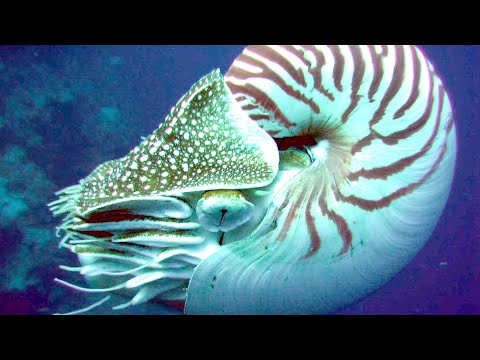 Видео: Поищите моллюсков в Род-Айленде