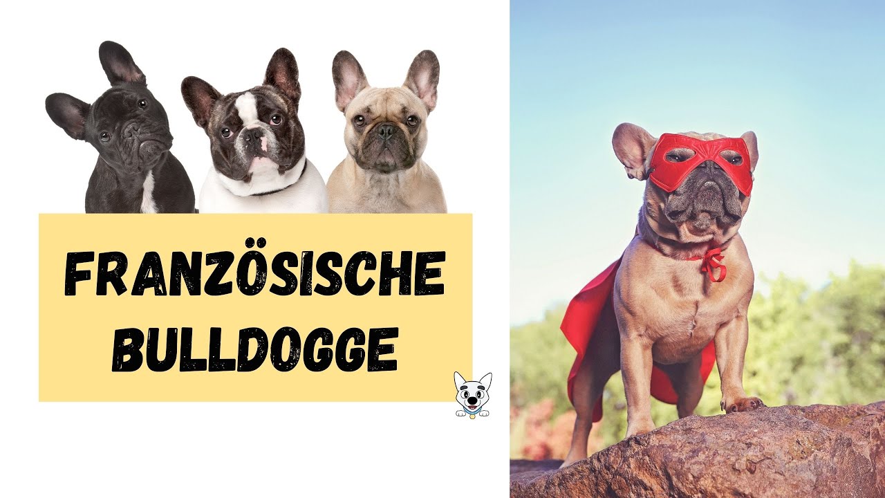 Französische Bulldogge Steckbrief- Rassebeschreibung 