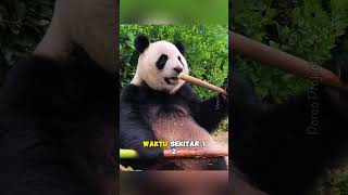 Panda raksana pernah hampir punah #shorts