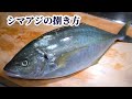 【アジの王様】脂のノリが凄い「シマアジ」の捌き方・刺身の作り方