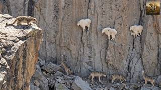 Mountain Goats Outsmart Predators on the Steepest Cliffs | Wildlife Documentary