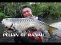 River Casting the Pelian Of Ranau, Sabah (featuring Rapala CountDown Abachi)