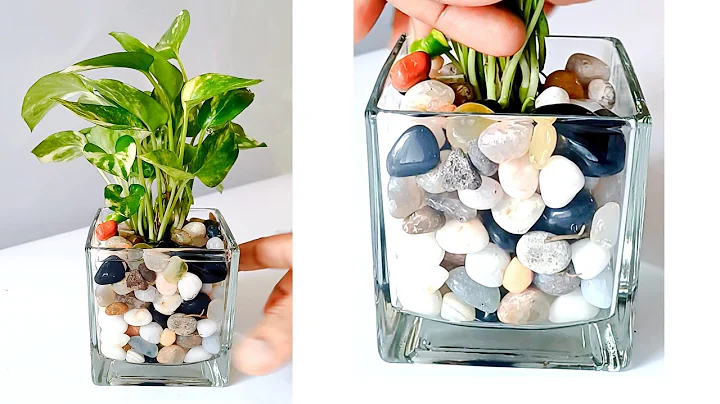 DIY Pothos Money Plant / Pebbles Idea