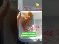 Probando Canes papa... #youtubeshorts #food #tiktok #newyoutuber #fypシ #foryou #foryoupage #canes