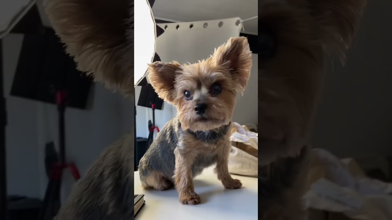 I thought dogs looked cuter with clothes. I was right. 