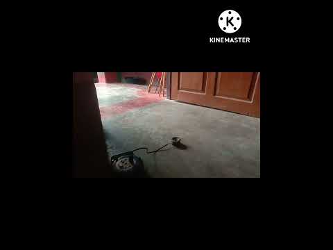 Speaker Blast Shorts Experiments