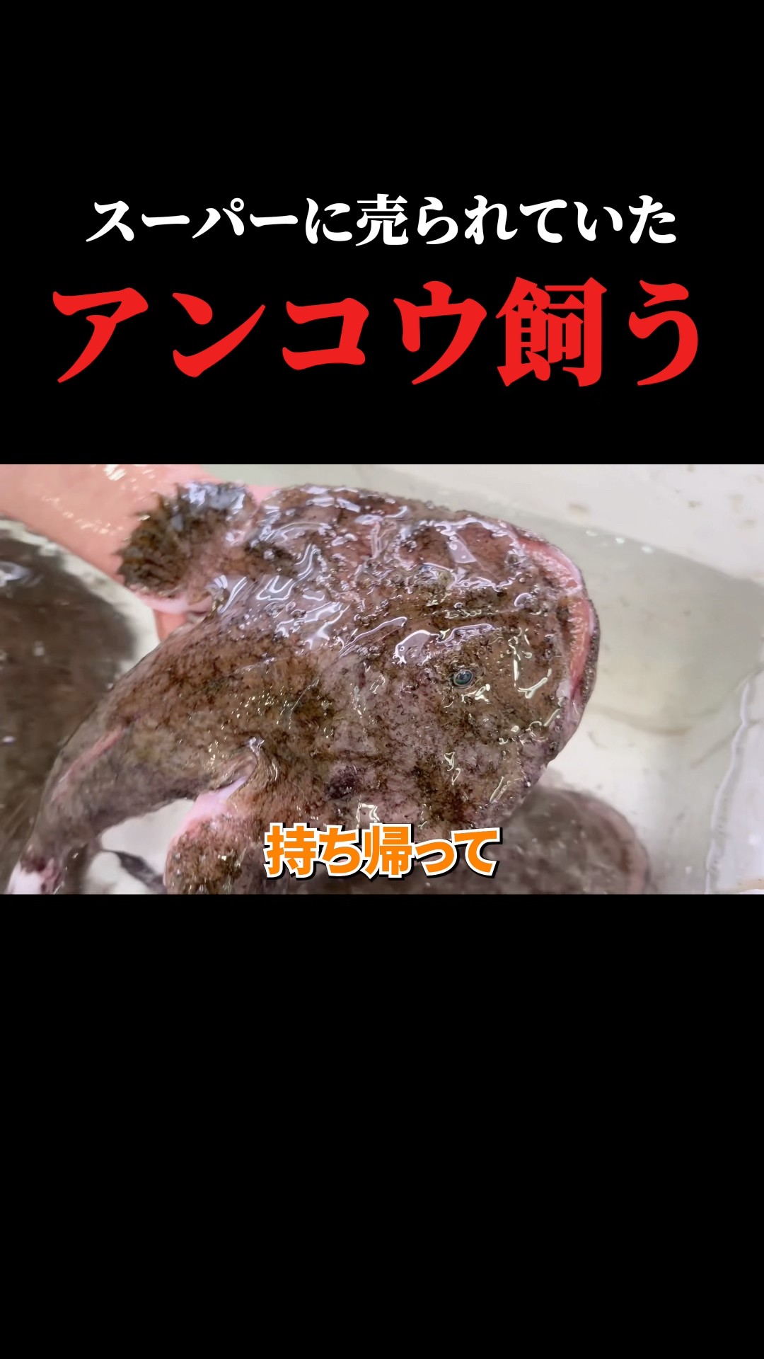 I tried raising anglerfish - YouTube