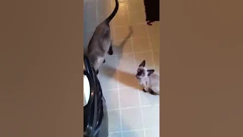Watch the video about Talking siamese kitten