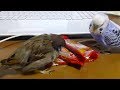 すずめが好きすぎるインコ小ネタ集１