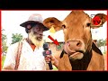 VAIBU LA MWAKA MPYA NG OMBE KIUMBE HATARI SANA MZEE ASIMULIA KILICHO MKUTA MWANZO MWISHO VAIBU LA MWAKA MPYA NG OMBE KIUMBE HATARI SANA MZEE ASIMULIA KILICHO MKUTA MWANZO MWISHO