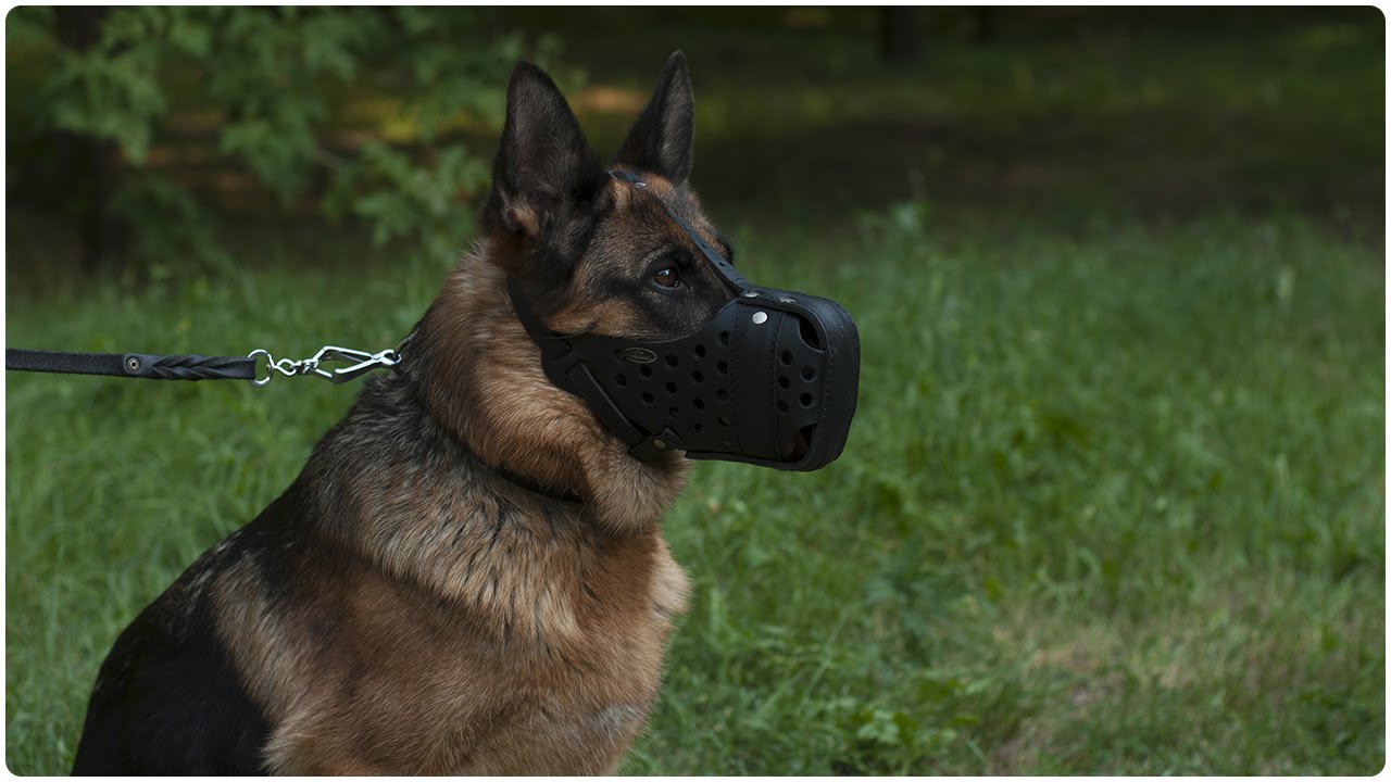 german shepherd with muzzle