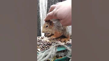 Показываю как надо гладить белку / I show you how to stroke a squirrel
