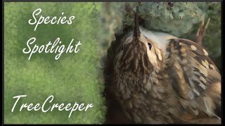 Species Spotlight : Treecreeper