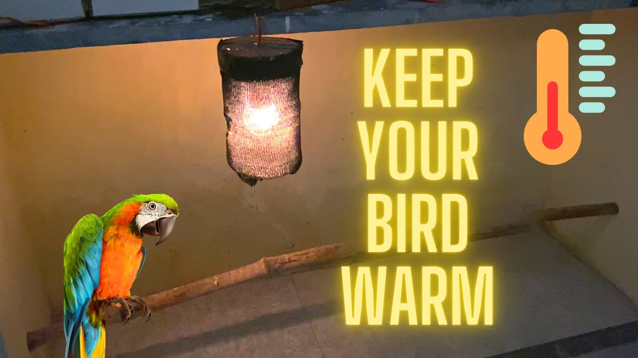 Keep Your bird Warm in winter❄️(हिंदी)