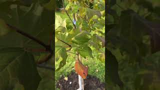 Details Flashfire Sugar Maple September 20th 2023 Update