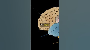 Understanding Perception: The Brain