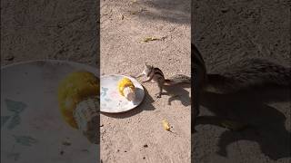 गिलहरी की भुट्टे पर चल रही है दादागिरी#sajilatan #short #gilhari #squirrel #गिलहरी #animals #nature