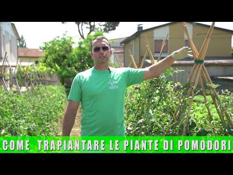 Video: Istruzioni passo passo su come coltivare piantine di pomodoro