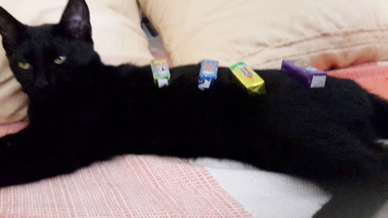 Ostentaçao,tenho quatro bis para enfiar na guela