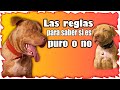 ¿Cómo sabe si mi perro pitbull es puro apbt? red nose aprende del american pitbull terrier tu mismo2