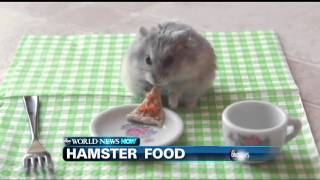 WEBCAST: TINY HAMSTER EATS TINY PIZZA