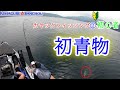 【カヤック初心者！】ダイソーのジグロックで初青物！！【Kayak fishing】【激安カヤック】