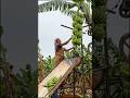 केला कटाई करने में नहीं होगी दिक्कत #bananafarming #deshimashin #agriculture #shortvideo