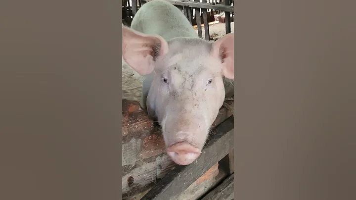 cutety mummy pigs #Dry feeding piggies #pig #shortfeeds #pigfeed #pigbreeding #hogger#pigfarming
