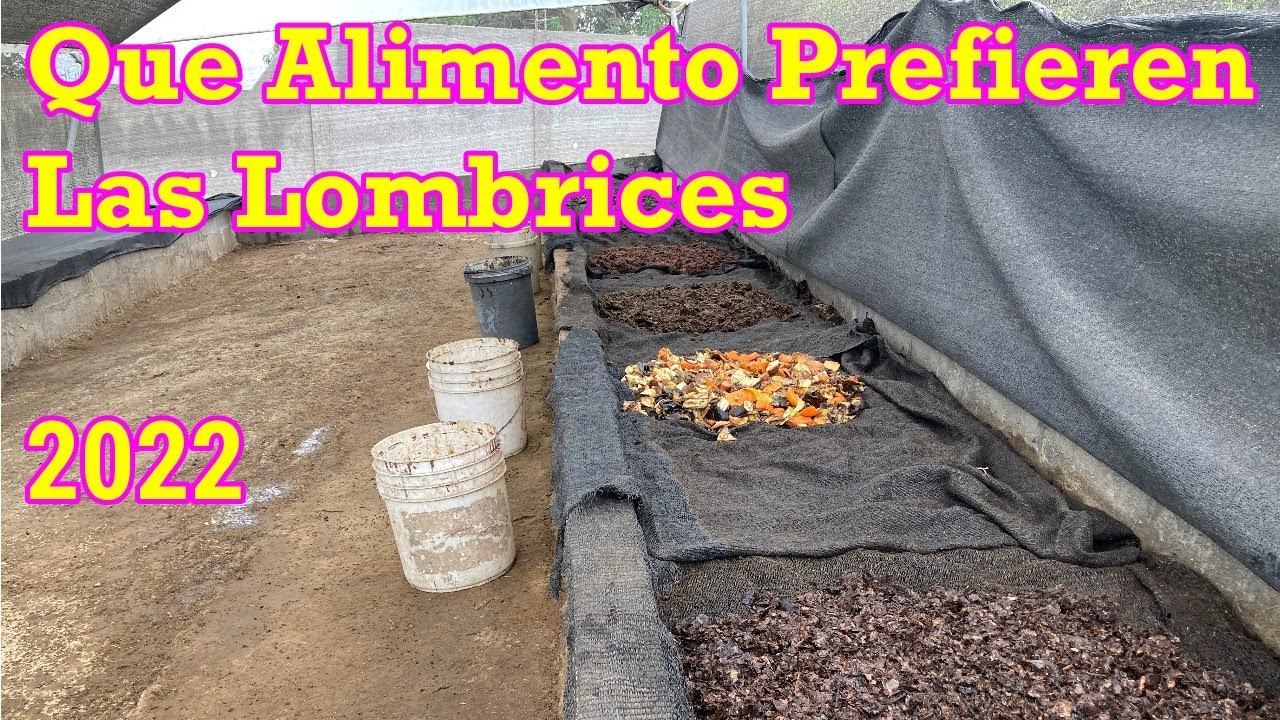 Que Alimento Prefieren las Lombrices.  4 Tipos de Estiércol. Año 2022 (26) #lombrices