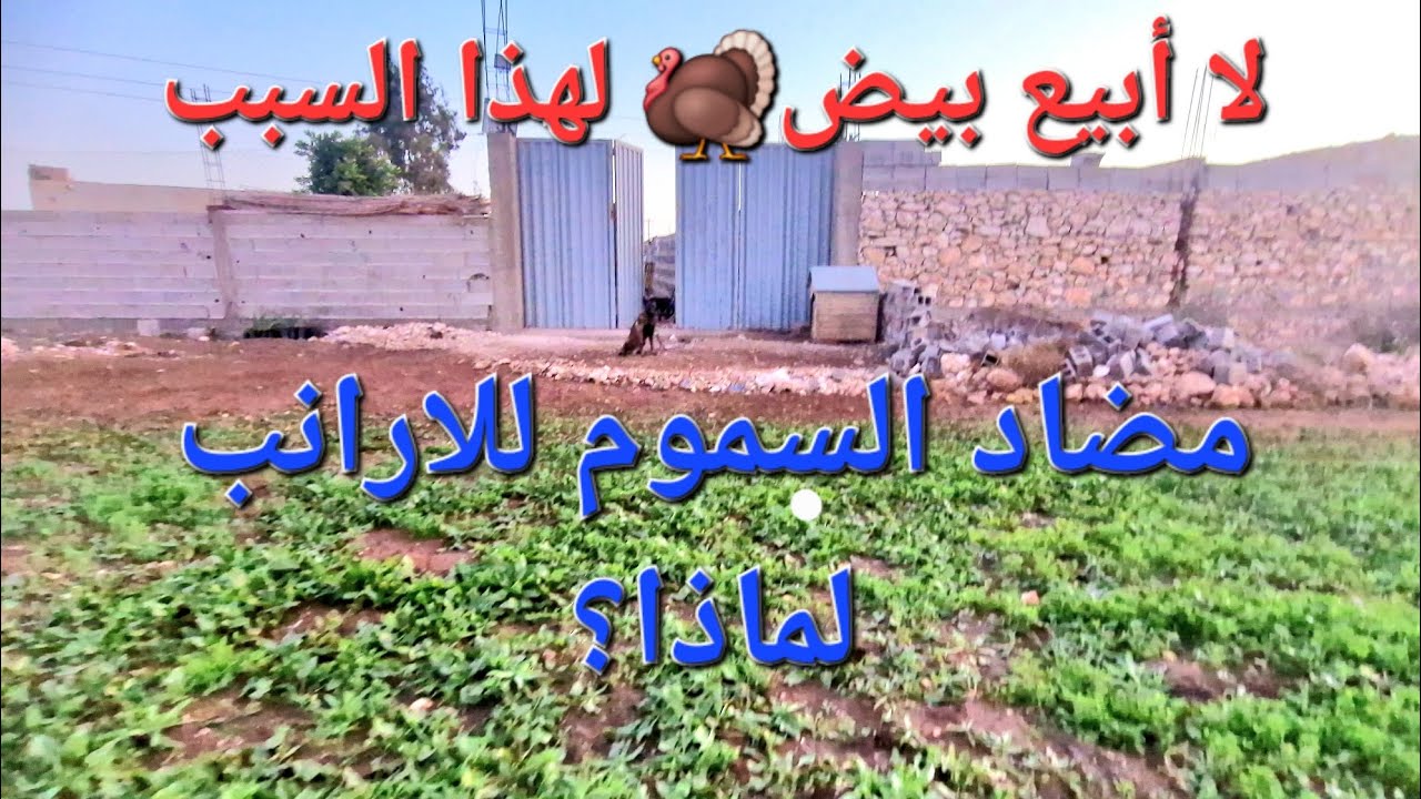 الحلقة 416.🦃🐇 لهذا السبب لا ابيع بيض الديك الرومي 🦃 و معلومة مهمة جدا عن مضاد السموم للأرانب🐇