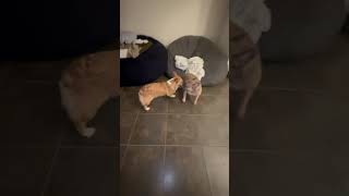 Download Lagu #Funny #FunnyDogs #Corky #FrenchBulldogs #ZiggyDK #Pets #Dogs  Ziggy playing  ￼ with his friend ￼￼￼ MP3