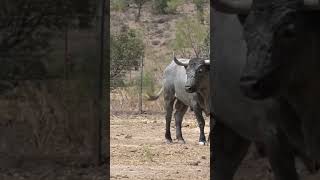 ¿Cómo está MADERO? (Toro de Lidia Indultado en Olivenza por Antonio Ferrera)